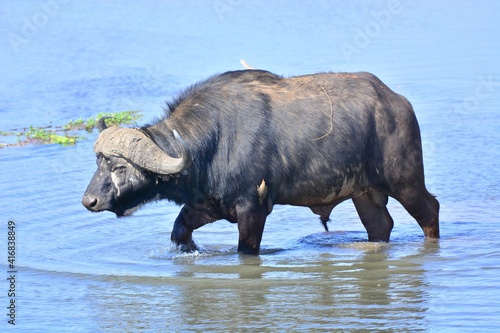 Cape Buffalo taken in the wilderness of Kruger National Park  South Africa