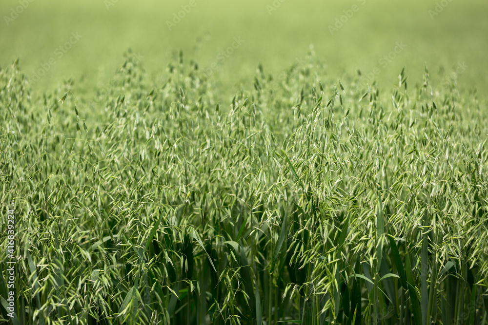 Fototapeta premium Green ears of oats on the field