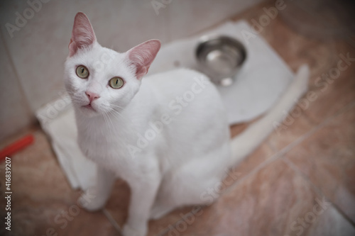 Obraz na plátně Floki the cute white cat