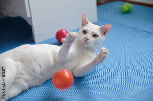 Foto Floki the cute white cat