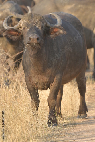 Cape Buffalo taken in the wilderness of Kruger National Park  South Africa