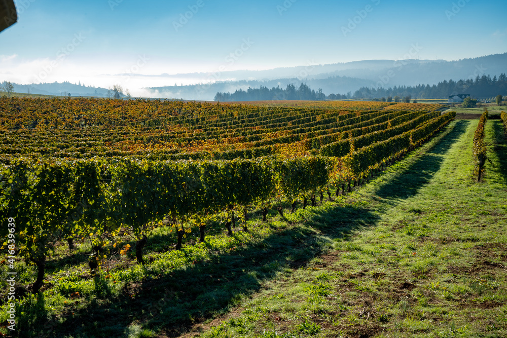 Rows of grapee plants on a foggy morning in avineyard near Salem, Oregon