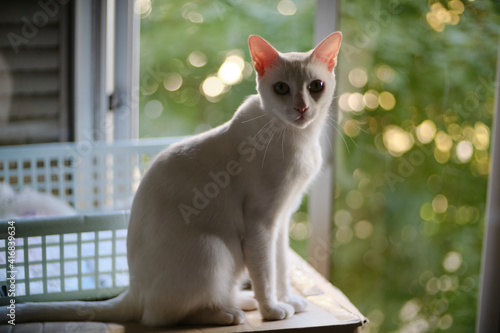 Obraz na plátně Floki the cute white cat