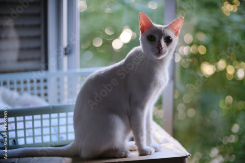 Obraz na plátně Floki the cute white cat