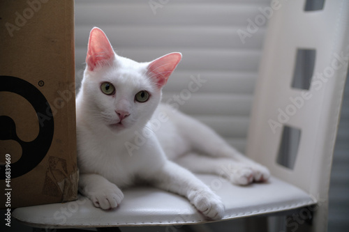 Canvas Print Floki the cute white cat