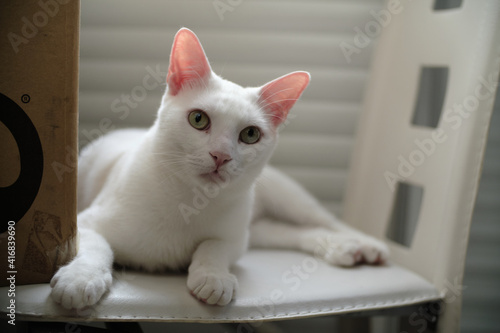 Obraz na plátně Floki the cute white cat