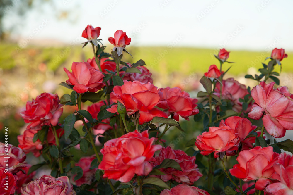 Close up of beautiful red roses with green vineyard in backgroun