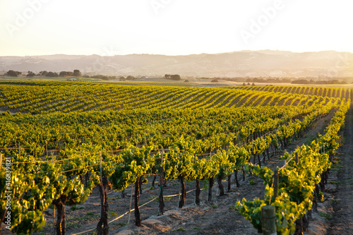 	
setting sun flooding golden light over vineyard countryside with rolling hills	
