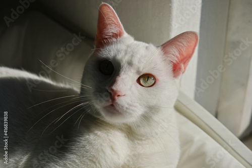 Fotografie Floki the cute white cat