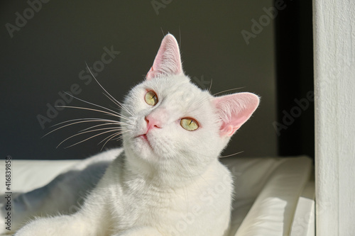Photo Floki the cute white cat
