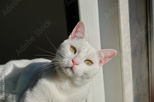 Платно Floki the cute white cat