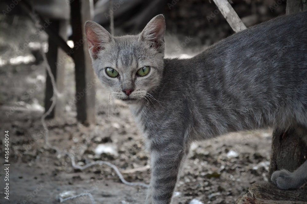 Gato gris con mirada de enojo Gato gris con mirada de enojo