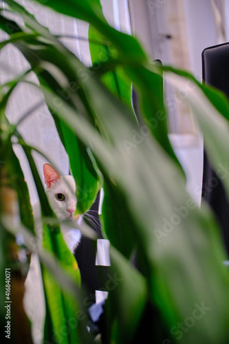 Foto Floki the cute white cat
