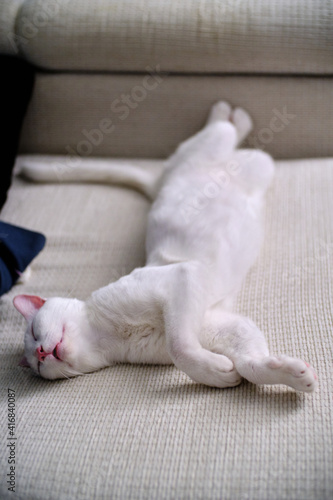 Quadro su tela Floki the cute white cat