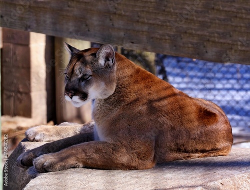 The cougar (Puma concolor)captive animal in Zoo, is american native animal,known as puma,catamount,mountain lion,red tiger or panther.	