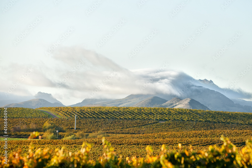 Vineyard in autumn turning golden yellow and orange with hills in background and the cool coastal fog rolling in Vineyard in autumn turning golden yellow and orange with hills in background and the cool coastal fog rolling in