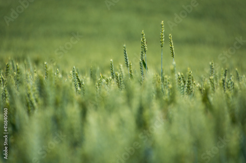 Zielone kłosy zbóż na polu.