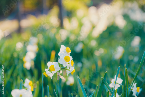 水仙
Narcissus
