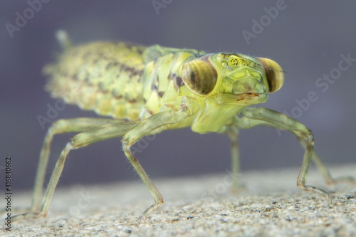 Underwater dragonfly larvae