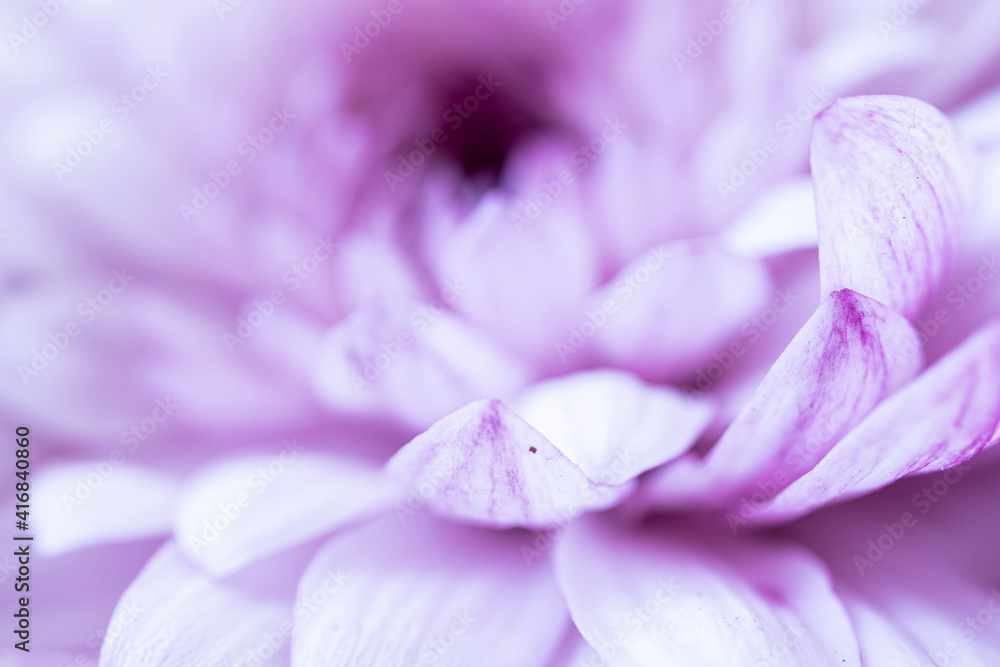 close up of purple  gerbera daisy flower with drops.  macro.