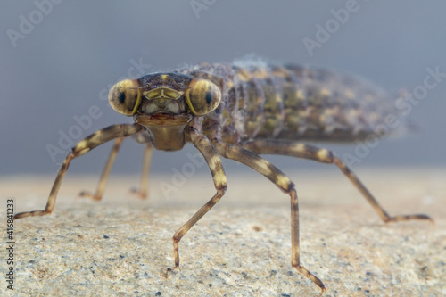 Dragonfly larva staring at the lens
