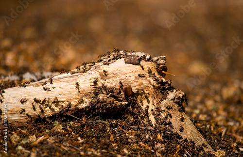 Bilde på lerret Wood Ant