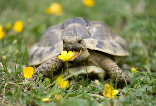 Hermann's Tortoise photo