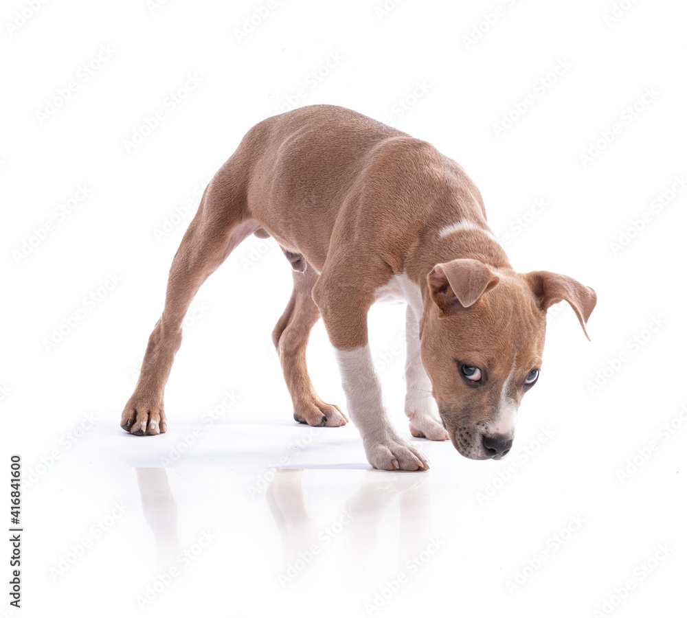Fototapeta premium 3 month old American Staffordshire Terrier puppy