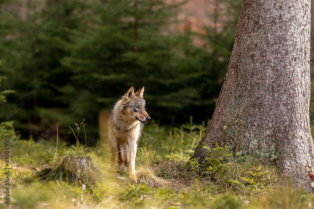 male gray wolf (Canis lupus) comes out of the forest male gray wolf (Canis lupus) comes out of the forest