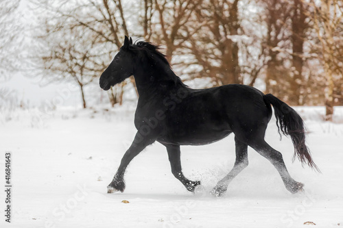 male Friesian horse snow flies from his hooves