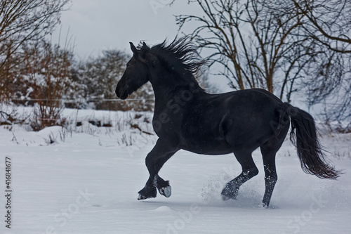 male Friesian horse beautiful black contrast on white snow