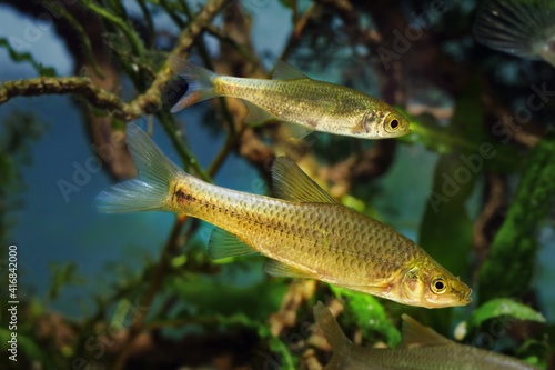 stone moroko or topmouth gudgeon, common freshwater dwarf fish from East, highly adaptable and enduring species is ecology threat in European rivers, local sunbleak