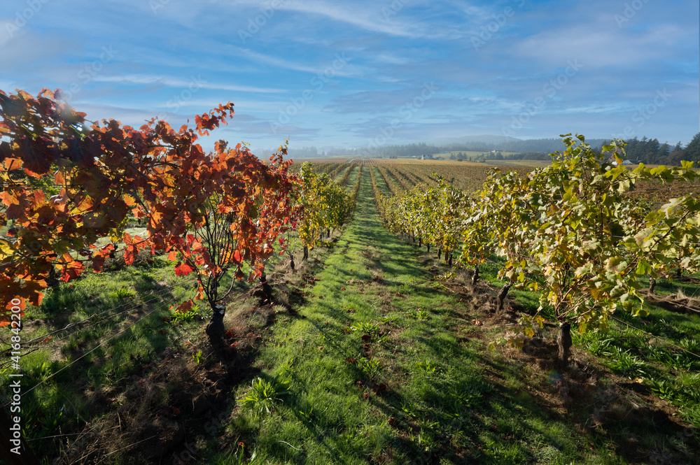 Looking dfown rows in a vineyard in the fall season near Salem Oregton