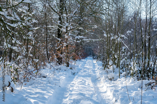 Wald, verschneiter Weg