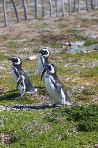 These penguins live on the shores of The Pacific Ocean on Otway Sound in Chile
