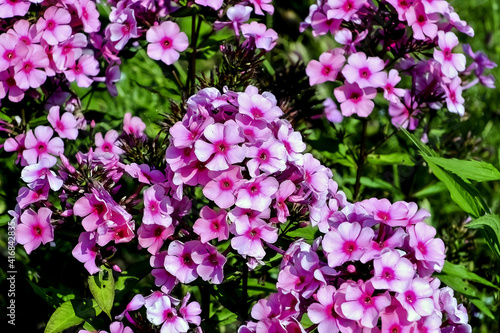 Flowers of the garden phlox - Phlox paniculata - in summer, Germany, Europe