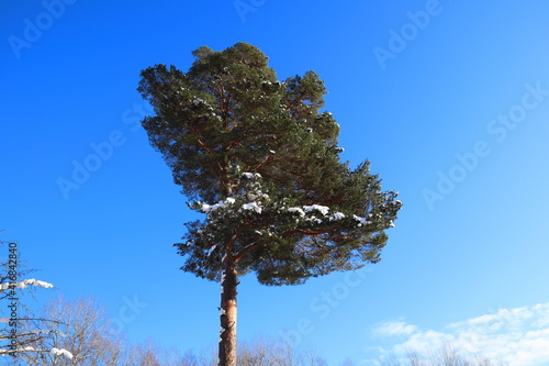 The top of a large single pine tree. Some white snow among the green branches. Clear blue sky. Stockholm, Sweden, Europe.