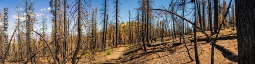 Panorama shot of dead trees in burned forest in Bryce canyon national park at sunny day in Utah, america