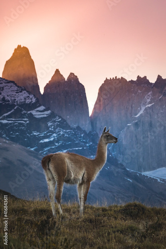Chile  Torres del Paine National Park. Guanaco in front of the towers at sunset.