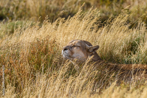 Chile, Torres del Paine National Park. Puma sits relaxed in tall grass.