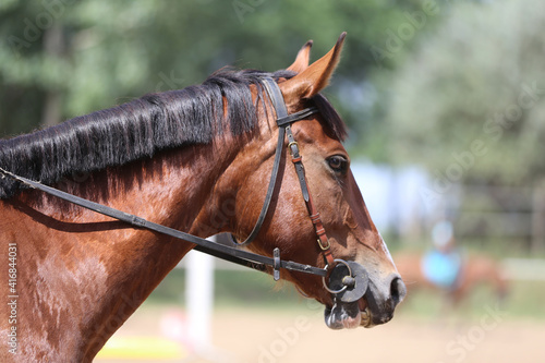 Unknown contestant rides at dressage horse event in riding ground. Head shot close up of a dressage horse during competition event © acceptfoto