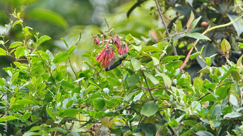 Tyrian metaltail (Metallura tyrianthina) feeding from clumps of pink wildflowers on the road to Lago Mojanda outside of Otavalo, Ecuador photo
