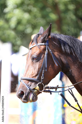 Headshot portrait close up of a beautiful sport horse on show jumping event. Side view head shot of a show jumper horse on natural background