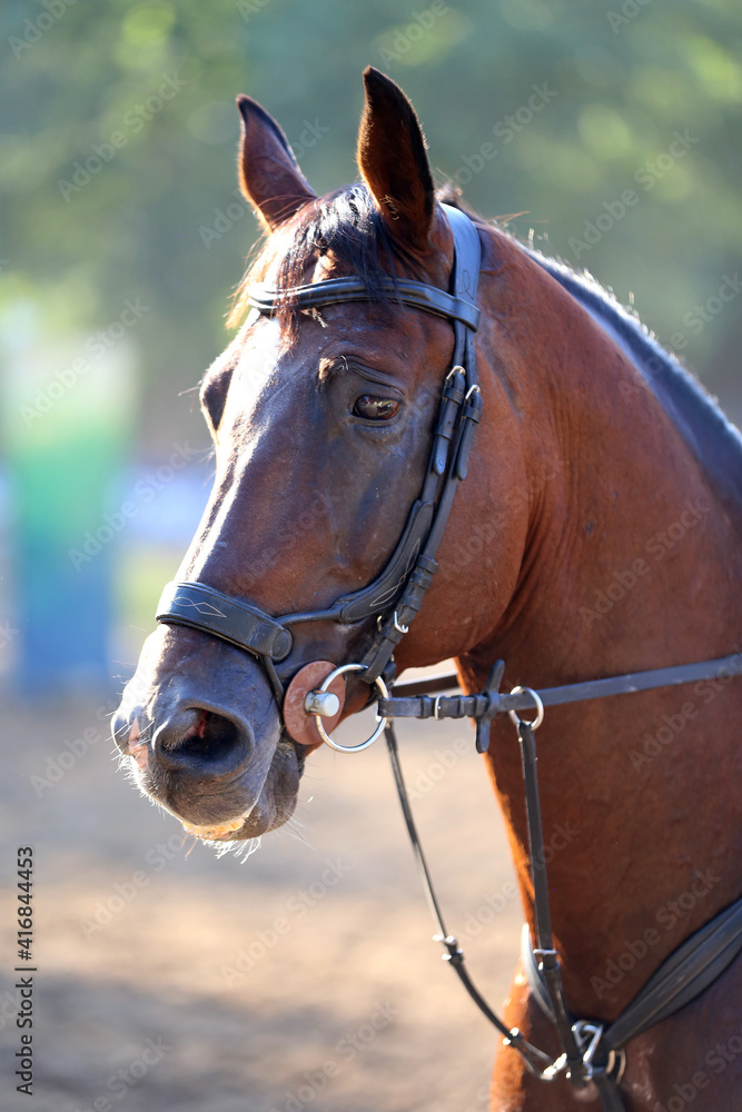 Fototapeta premium Headshot portrait close up of a beautiful sport horse on show jumping event. Side view head shot of a show jumper horse on natural background