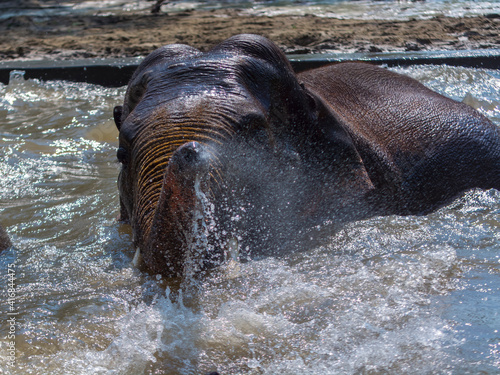 Asian elephant is having bath in a pool © belizar