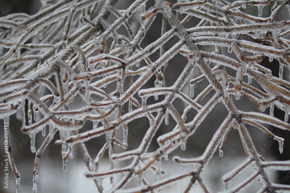 Ice Touched Pine Branches in the Peak of Winter Ice Touched Pine Branches in the Peak of Winter