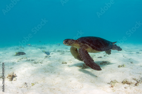 Galapagos Green Sea Turtle (Chelonia mydas agassizi) underwater, Galapagos Islands, Ecuador, Endemic Subspecies © Danita Delimont