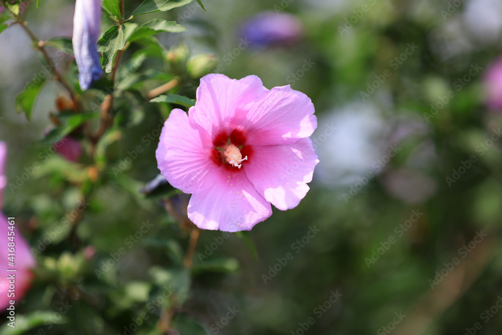 Hibiscus flowers in full bloom, North China Hibiscus flowers in full bloom, North China