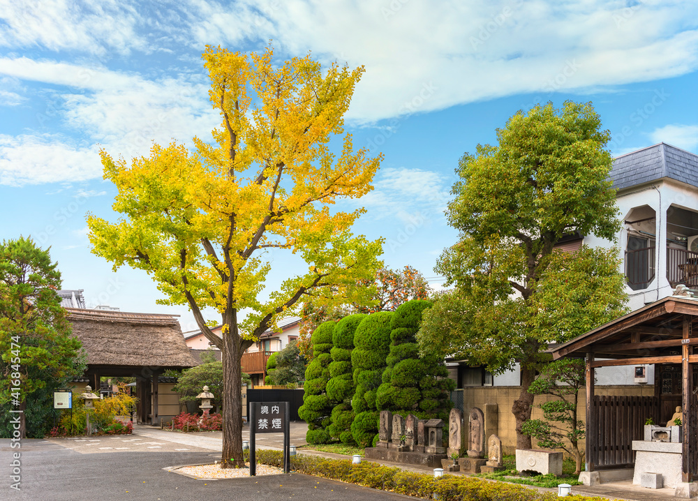 Path of the Buddhist Tamonji temple surrounding by a Ginkgo biloba tree at autumn and by Buddhist Kōshintō carved stones with Niwaki trees cut in the shape of clouds.