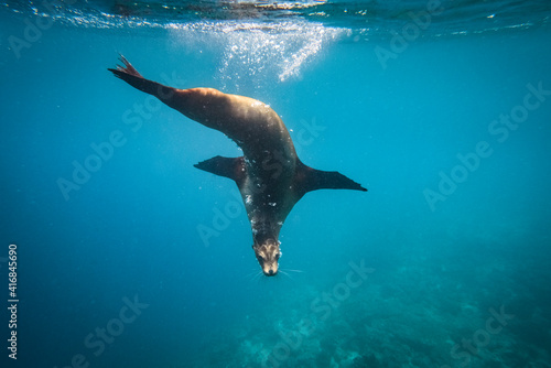 Ecuador, Galapagos Islands. Galapagos sea lion underwater. © Danita Delimont
